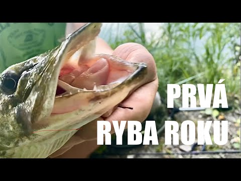 Lov Rýb na Prívlač v Lete 🐟🎣 Letná Šťuka na Vobler