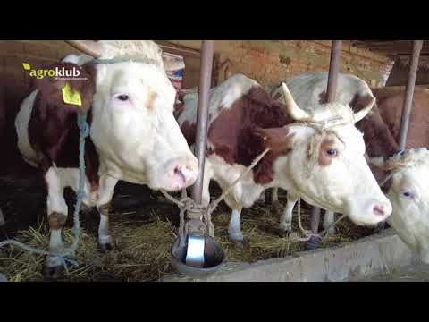 Tov bikova lakši, ali je mlečno govedarstvo isplativije?