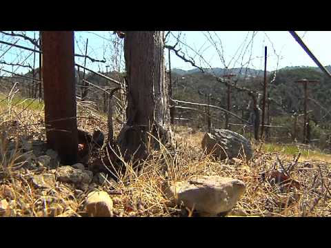 Donelan Obsidian Vineyard Syrah Sonoma County