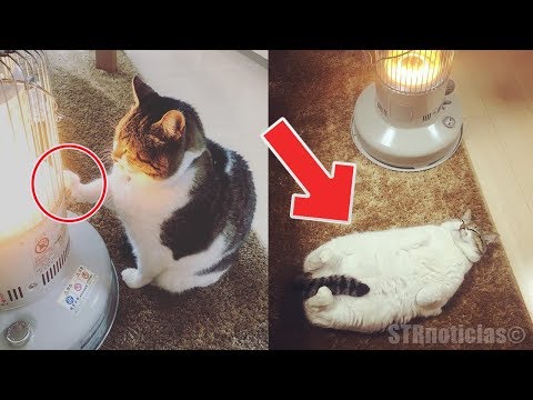 Pensó que su gato estaba en frente de la estufa por curioso, pronto descubre algo muy conmovedor. Video