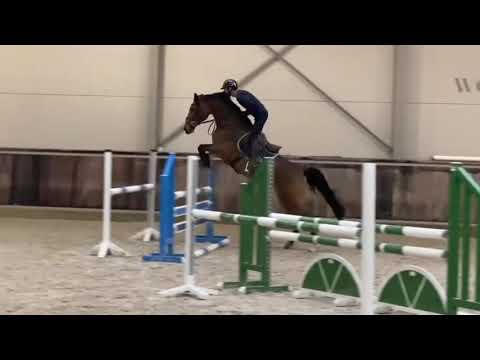 Sold iran 🇮🇷 6 yo mare Toulon x diamant de semilly x gitania ( marcus ehning ) 🤩🤩