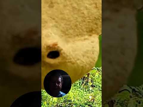 avispas alfareras o carniceras Endémicas de san francisco y san Luis Antioquia