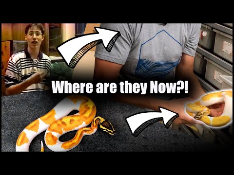 YouTube reptile video