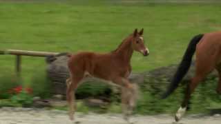 Video von Lirio de Luna