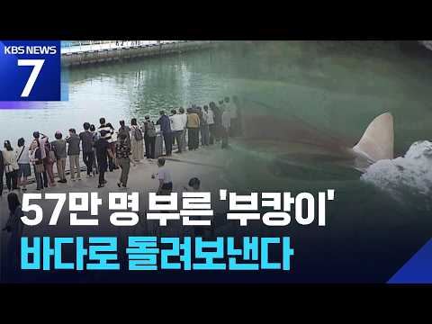 방문객 57만 명 부른 ‘부캉이’…바다로 돌려보낸다 / KBS 2026.09.28.