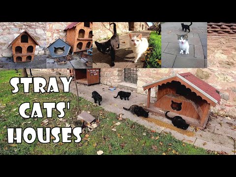Where do stray cats live when winter comes?
