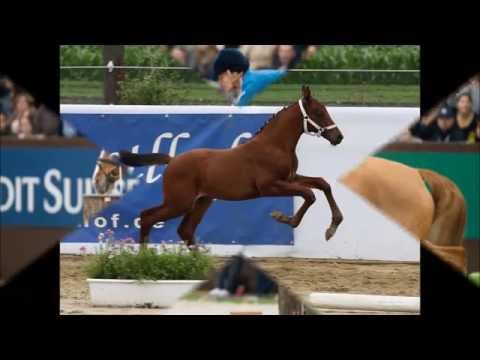 Hengstfohlen (Camargo x Cash and Carry x Lasino): Fit for Fun (Luciana Diniz) Enkel