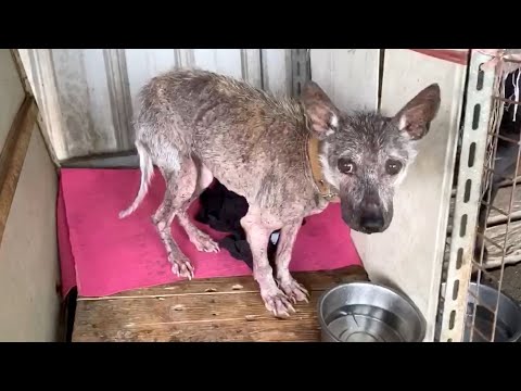 Rescue 18 Poor Weak and Old Dogs Before They Were Abandoned Again