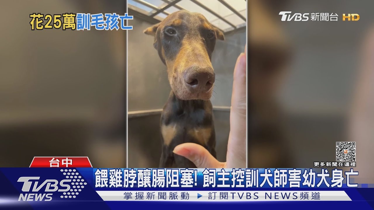 餵雞脖釀腸阻塞! 飼主控訓犬師害幼犬身亡