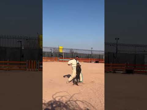 P s a .Iran 🚩The first protection dogs club of Iran 🇮🇷.under the supervision(jamshid nori)
