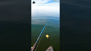 Download lagu fishing mania, Seconds of predator fish strike, #fishing mp3