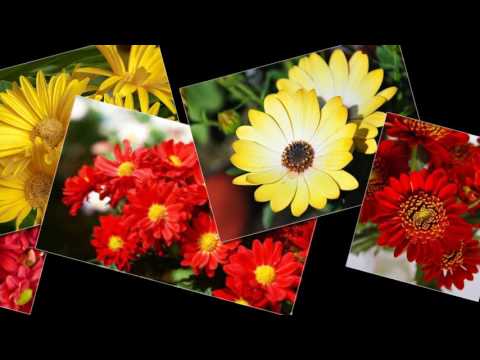 SE MEU JARDIM DER FLOR - Boca Livre - ZelyaZad