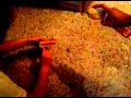 Burning A Cockroach