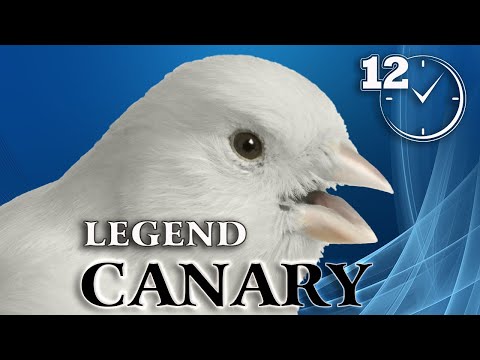 White CANARY 12h Training Song - for all Birds...