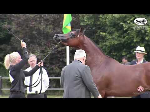 N 30 MARCO NWA   Strohen 2021 European C Show   Colts 2 3 Years Old Class 78