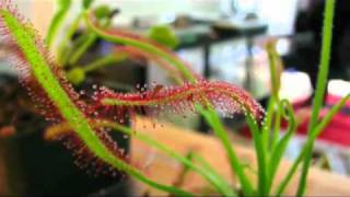 Delbert McClinton - Everything I Know About the Blues