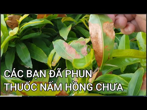 🔴 QBS23440 - THUỐC PHÒNG VÀ TRỊ BỆNH NẤM HÔNG CHO CÂY MAI VÀNG | CHĂM SÓC CÂY MAI VÀNG MIỀN BẮC