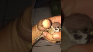 Download lagu burung ini tante milik pribadi mp3 Download lagu burung ini tante milik pribadi mp3