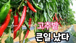 이러다 고추 첫물 따기전 폭망! 지금 당장 고추밭 가보세요