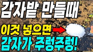 감자밭 만들때 이것만 넣으면 감자가 주렁주렁! 감자 밑거름 이렇게 해야 대박!