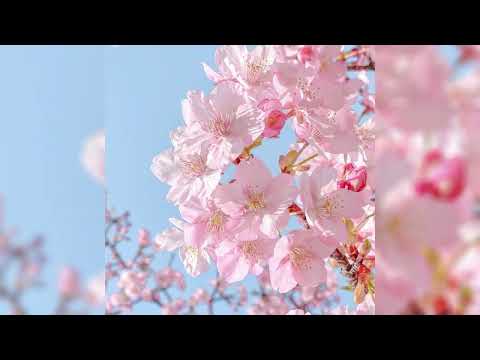Bloom (prod.Icykiddo)