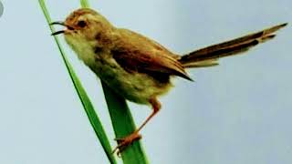 Download lagu MASTERAN PRENJAK SAWAH TEMBAKAN RAPAT mp3