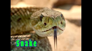 Snake  con rắn  Animal  Zoo  Động vật  Anim