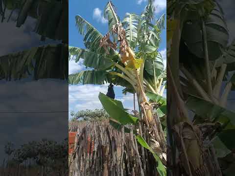 plantei mudas de abacaxi  que eu peguei lá de Itaberaba Bahia será que vai presta ?