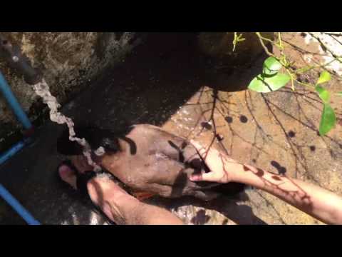 Nightmare the Horny Duck Making Love With My Foot