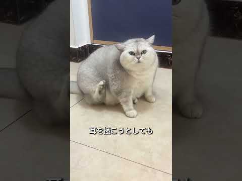 見たことない丸さ