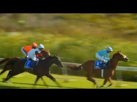 POMP AND POWER - 2021 Concorde Cup (Gr2) Kenilworth