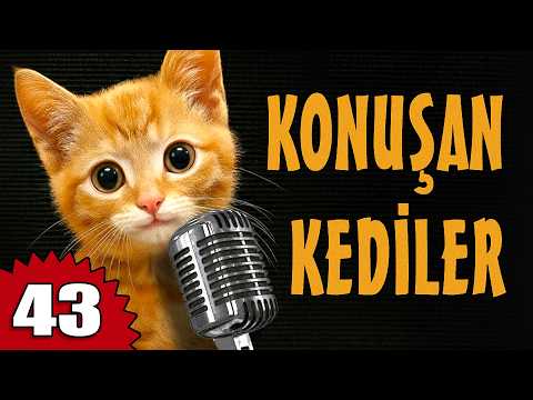 Konuşan Kediler 43 - En Komik Kedi Videoları