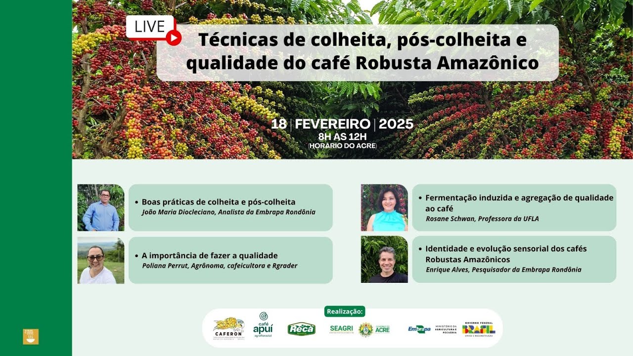 Técnicas de colheita, pós-colheita e qualidade do café do café Robusta Amazônico