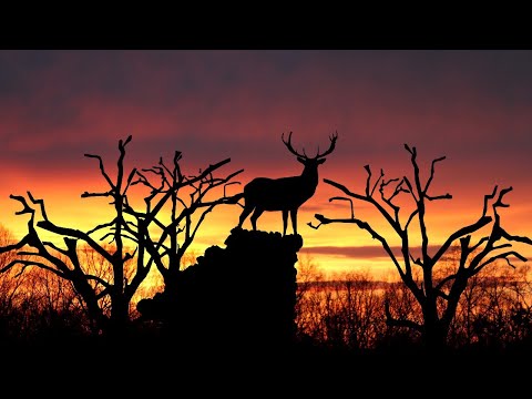 David Ciente x Surorile Osoianu - Voinicul și Cerbul [Remake] | Official Video