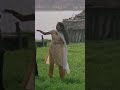 Marannittumenthino Song Malayalam Songs P Jayachandran Sujatha Shotrs