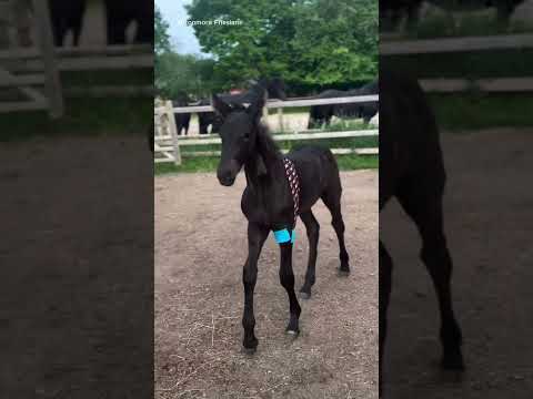 This Foal Couldn’t Stand… 5 Weeks Later, She Ran ❤️