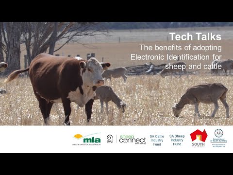 , title : 'Manfaat mengadopsi eID Identifikasi Elektronik untuk domba & ternak – Pembicaraan Teknologi Peternakan'