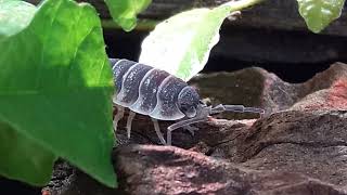 porcellio hoffmannseggii