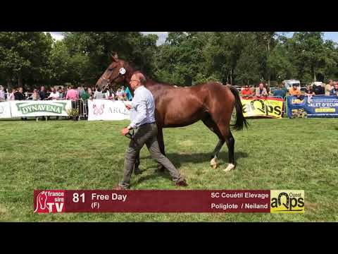 Show AQPS Lion 2017 : Lot 81 - Free Day