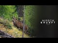 Hirschbrunft 2024 Brame Du Cerf 2024 Bramito 2024