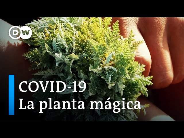 Vídeo relacionado con Artemisinin 98% 250mg 120 cápsulas veganas, probadas en Laboratorio, de alta dosis, sin OGM y sin gluten