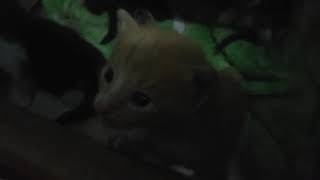 Kitty Vlog #1