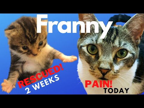 😿 RESCUE Cat in PAIN! ~ CURED by CHIROPRACTIC ADJUSTMENT!