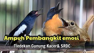 Download lagu TLEDEKAN GUNUNG FULL GACOR MERANGSANG EMOSI SRDC DAN KACER mp3