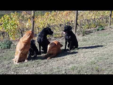 Picking up Arezzo 10/11/2018