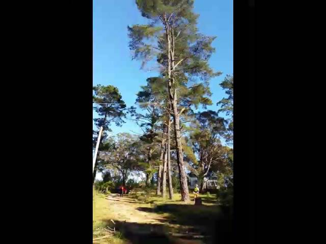 Ezi cut tree services - Hill Top, NSW