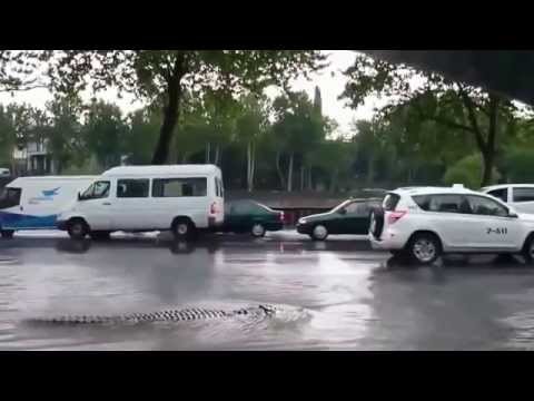 Innondation a Tbilissi crocodile  Crocodile Escapes From Georgia Tbilisi Zoo After Flooding