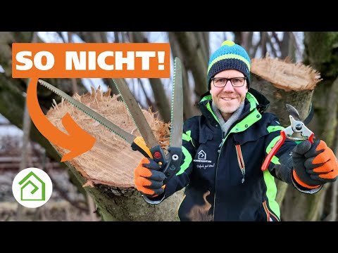Sträucher richtig schneiden – Schnittführung und Werkzeug