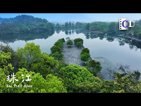 How the Pearl River Turned Water into Green Life | China Documentary