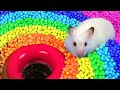 Hamster Escapes The Pool Maze For Pets In Hamster Stories